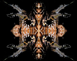 Lionfish. by Dray Van Beeck 